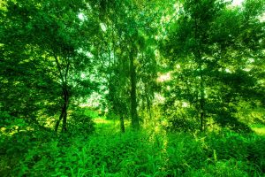 Sun shining through trees, leaves