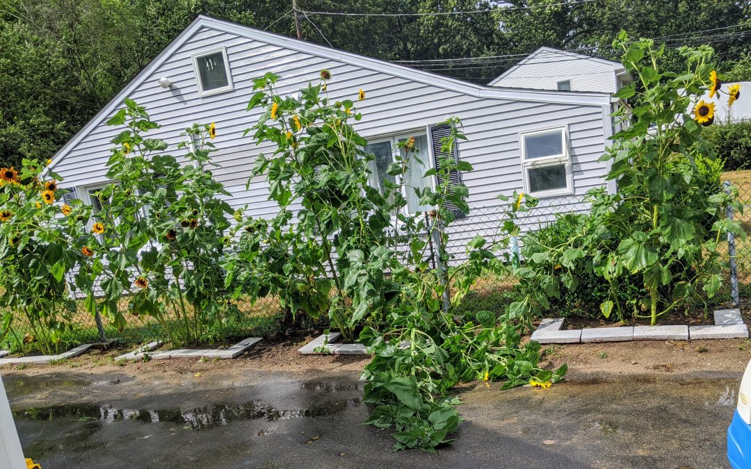 Sunflowers in the Storm